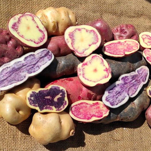 Papas Nativas Mix Ayacucho kg - Producción Responsable