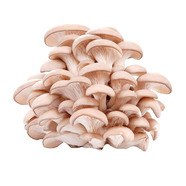 Setas Tipo Ostra 250gr - Vacas Felices